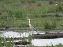 img_7316 H�ron cendr�