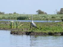 img_7336 H�ron cendr�