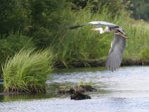 IMG_5824 H�ron cendr�