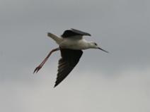 IMG_5852 Echasse Blanche en vol