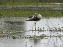IMG_5868 Echasse blanche surprise durant sa toilette