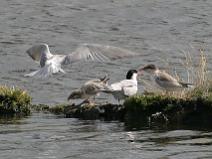 IMG_5898 Sterne pierregarin qui nourit ses petits