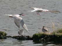 IMG_5906 Sterne pierregarin qui nourit ses petits