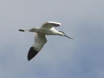 IMG_5911 Avocette �l�guante en vol