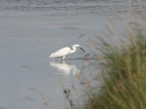 IMG_5938 Aigrette Garzette tenait dans son bec un poisson