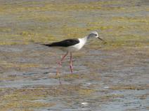 IMG_5985 Echasse blanche