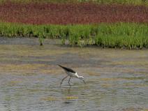 IMG_5989 Echasse blanche dans le marais salant avec de la Salicorne en arri�re plan