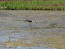 IMG_5997 Echase blanche dans le marais salant