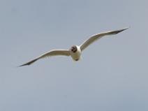 IMG_6043 Mouette Rieuse