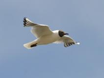 IMG_6048 Mouette Rieuse