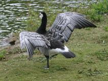 IMG_6956 oie Bernache Nonnette, star du film 'le peuple migrateur'