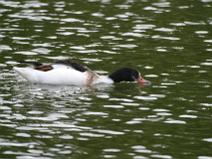 IMG_6957 Tadorne de Belon