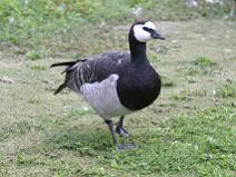 IMG_6959 Bernache Nonnette