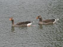 IMG_6960 Oie Cendr�e