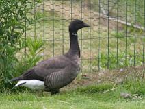 IMG_6974 Environ 3000 Bernache Cravant viennent hyverner dans les marais salants de Gu�rande