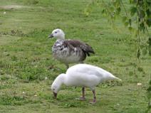 IMG_6981 Oie des neiges