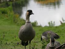 IMG_6983 Bernache Ne Ne, Sauv�e de l'extinction par l'�levage en captivit�