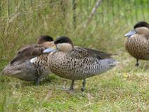 IMG_6988 Sarcelle Versicolor