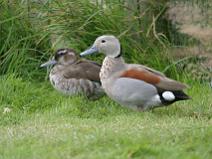 IMG_6995 Sarcelle � collier