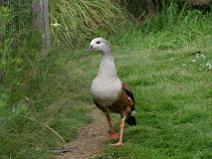 IMG_7026 Pilet du Chili