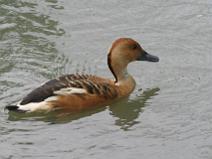 IMG_7046 Dendrocygne fauve