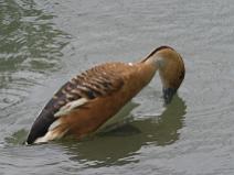 IMG_7047 Dendrocygne fauve, et hop je plonge