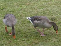 img_6954 Oie Cendr�e