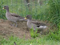 img_7009 Sarcelle du Chili