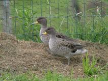 img_7011 Sarcelle du Chili