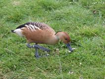 img_7022 Dendrocygne fauve ou bicolor, tr�s bruyant en vol ou quand il mange