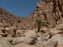 Un peu de végétation