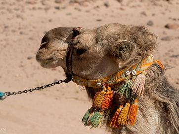 Journee de desaturation Pour le samedi, histoire de ne pas reprendre l'avion après la dernière plongée, nos organisateurs nous ont prévu une...