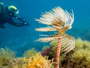 2013-06 Cap de Creus