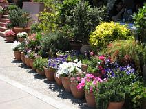 100_0474 Ambiance fleurie