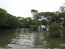 IMG_0922 Mangrove, proximit� Magenta