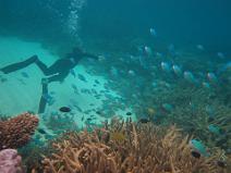 IMG_1070 L'impression de plonger dans un aquarium