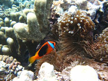 Plongee dans le lagon