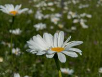 Parc du Chateau de La Borie