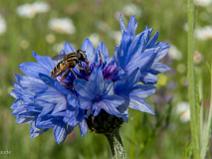Parc du Chateau de La Borie