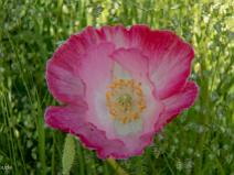 Parc du Chateau de La Borie