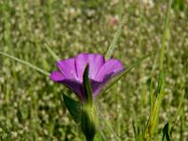 Parc du Chateau de La Borie