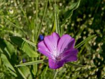 Parc du Chateau de La Borie
