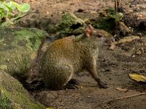 agouti