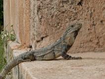 zone archéologique Uxmal