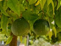 70d_2475 Alcazar de Cordoue