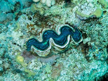 Plongees Photos prises durant les sorties plongées.